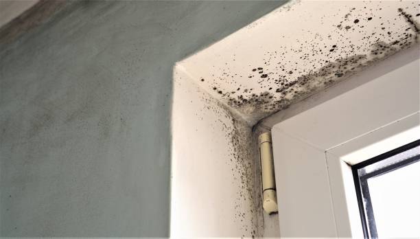 Mold Remediation for Vacation Homes in Lake Winnebago, MO