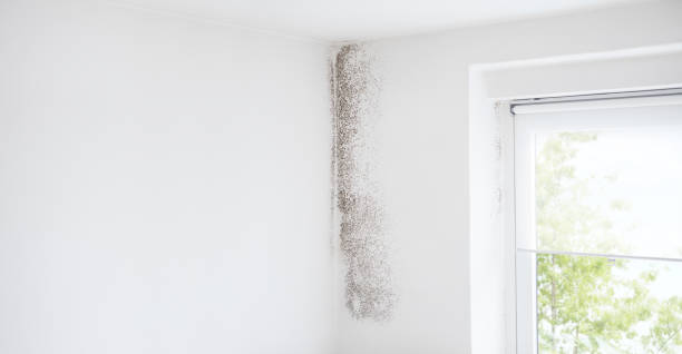 Mold Documentation for Insurance Claims in Lake Winnebago, MO