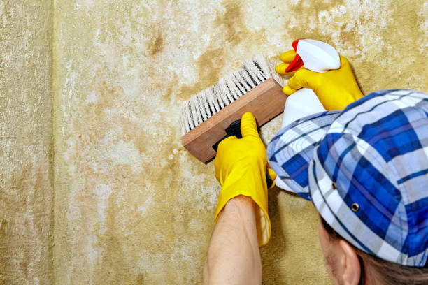 Best Mold Prevention Services  in Lake Winnebago, MO