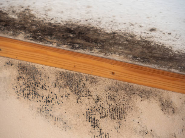 Best Air Quality Testing for Mold Spores  in Lake Winnebago, MO